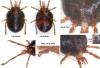 Erythraeus sp.